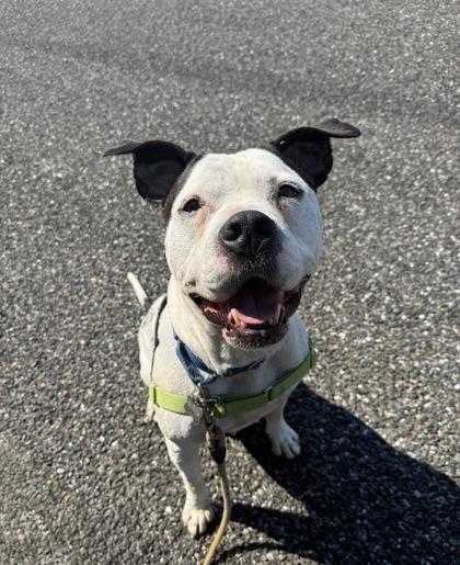 Enlarge Dalyla, a Adoptable mixed breed in Burlington, WA image 2/3
