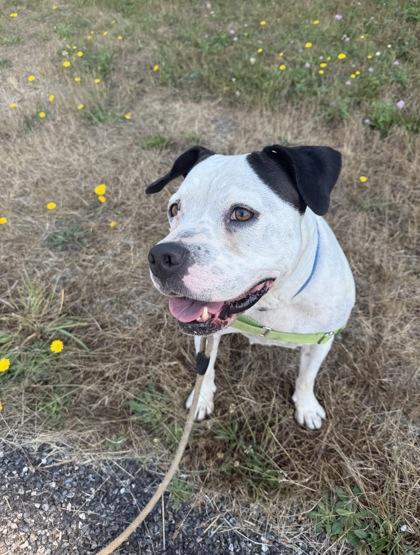 Enlarge Dalyla, a Adoptable mixed breed in Burlington, WA image 3/3