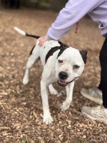 Dalyla, a Adoptable mixed breed in Burlington, WA image 3/3