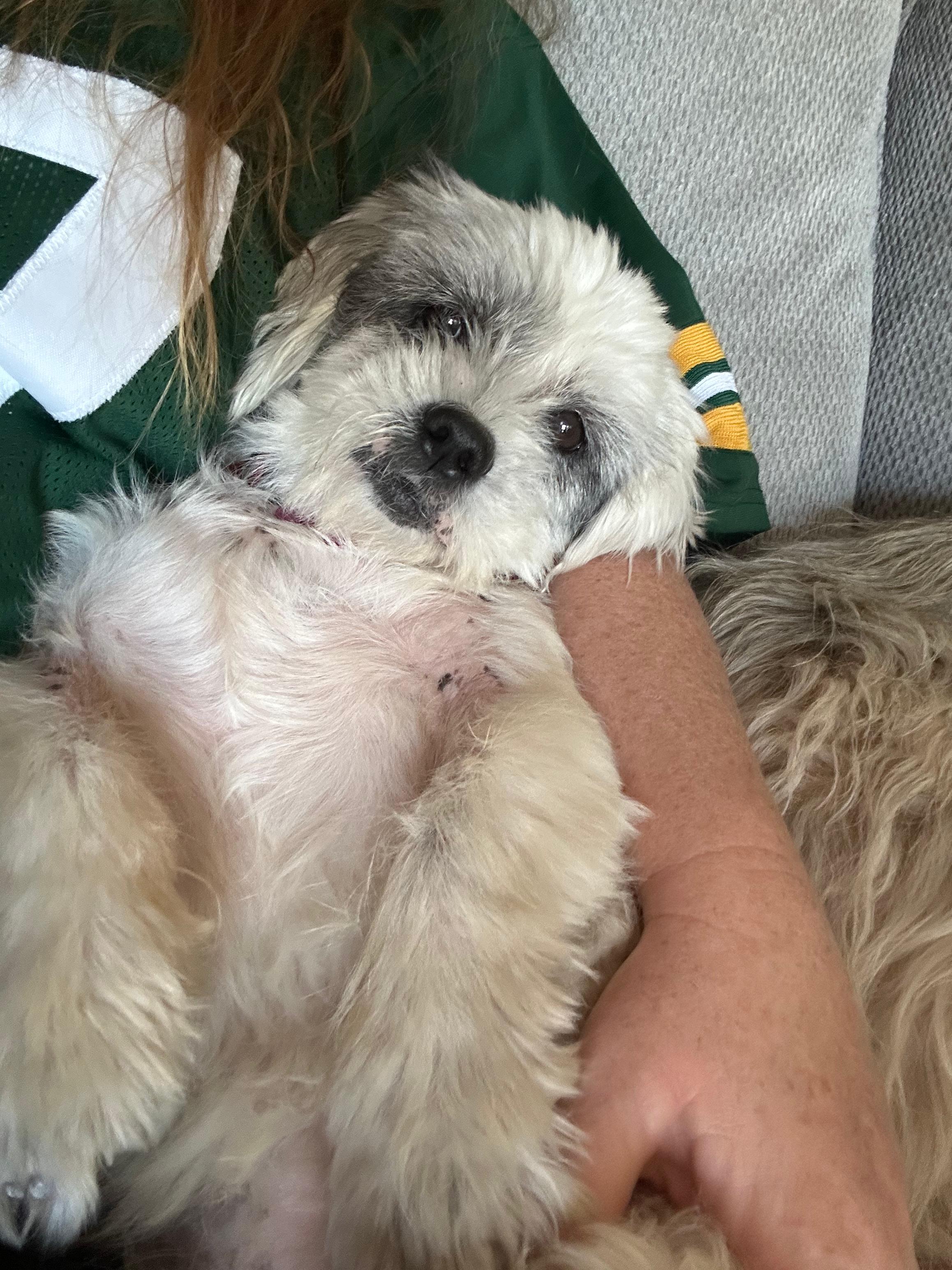Lolly, a Adoptable Shih Tzu in Whitewater, WI image 1/6