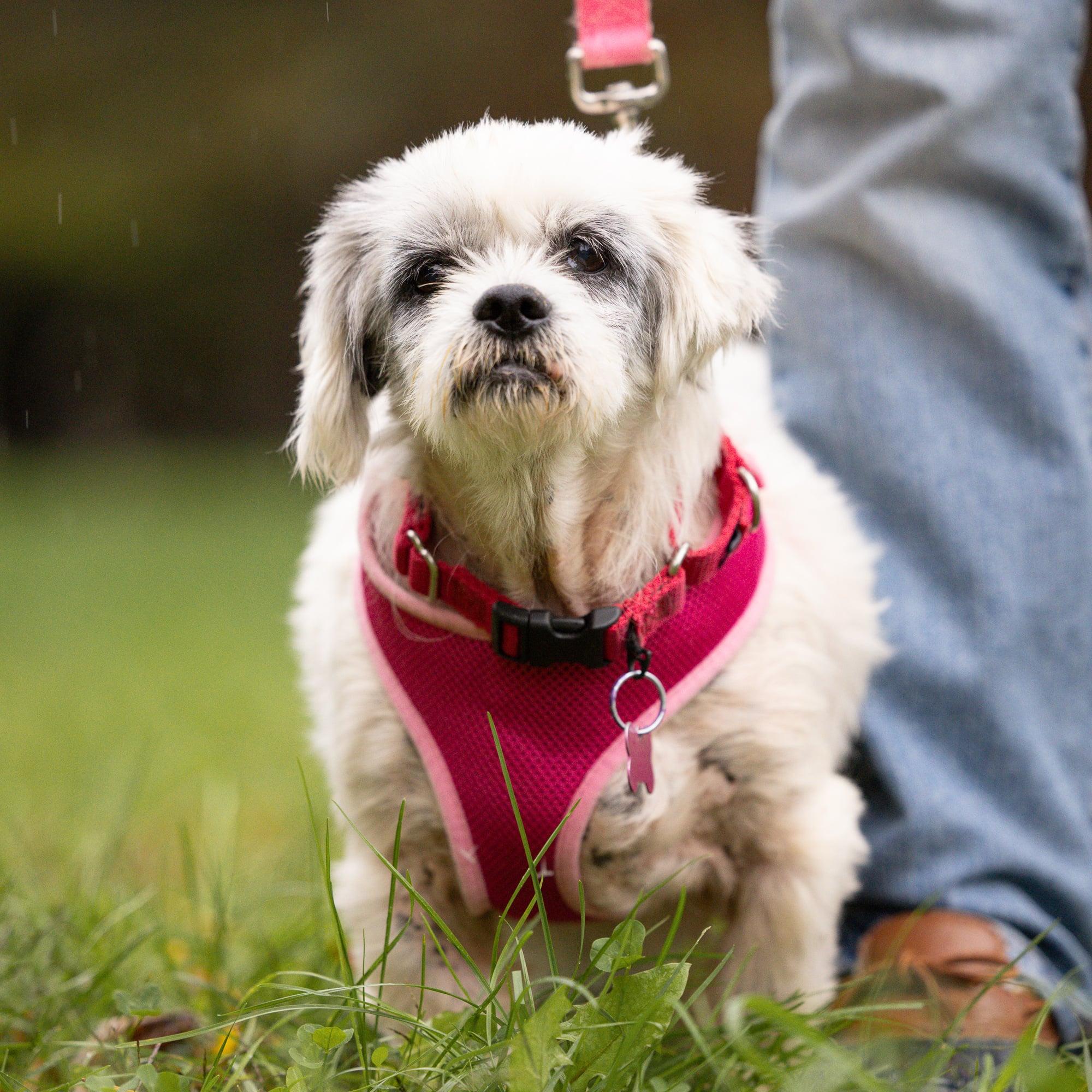 Lolly, a Adoptable Shih Tzu in Whitewater, WI image 5/6