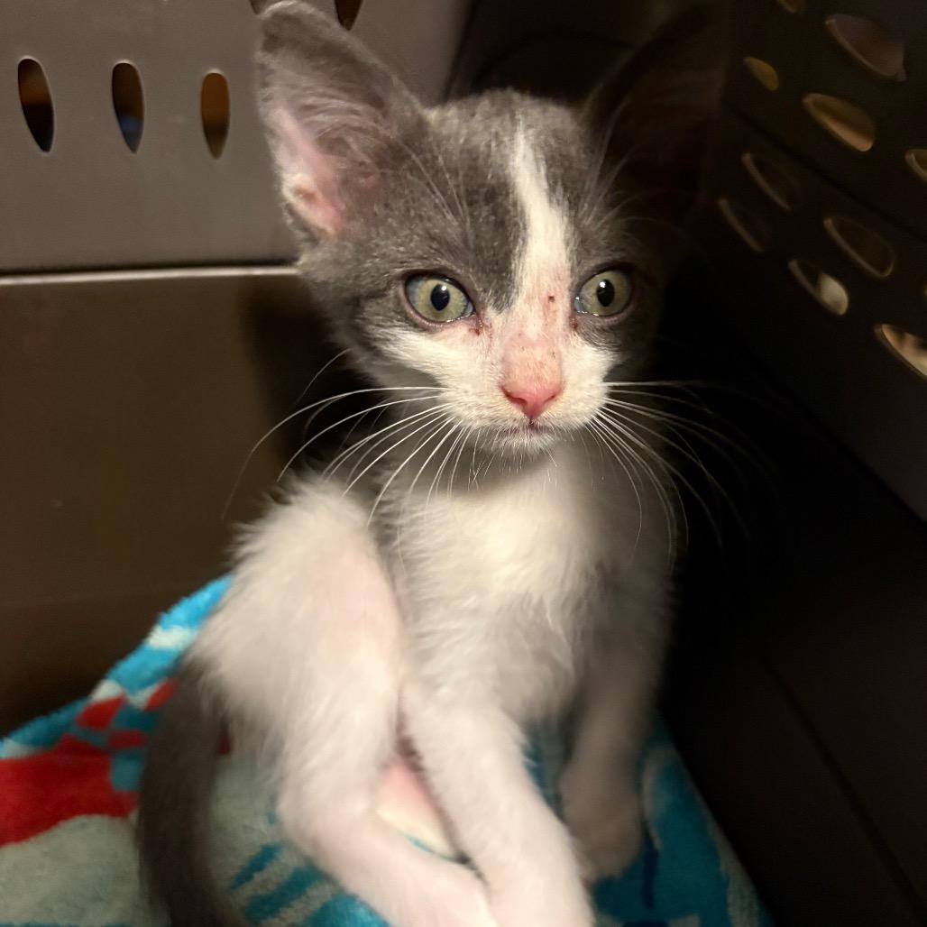 Bippity Willis-RW, Adoptable, Kitten Male Domestic Short Hair.