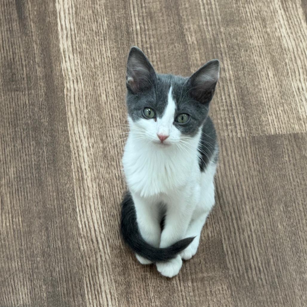 Bippity Willis-RW, a Adoptable Domestic Short Hair in Tallahassee, FL image 2/3