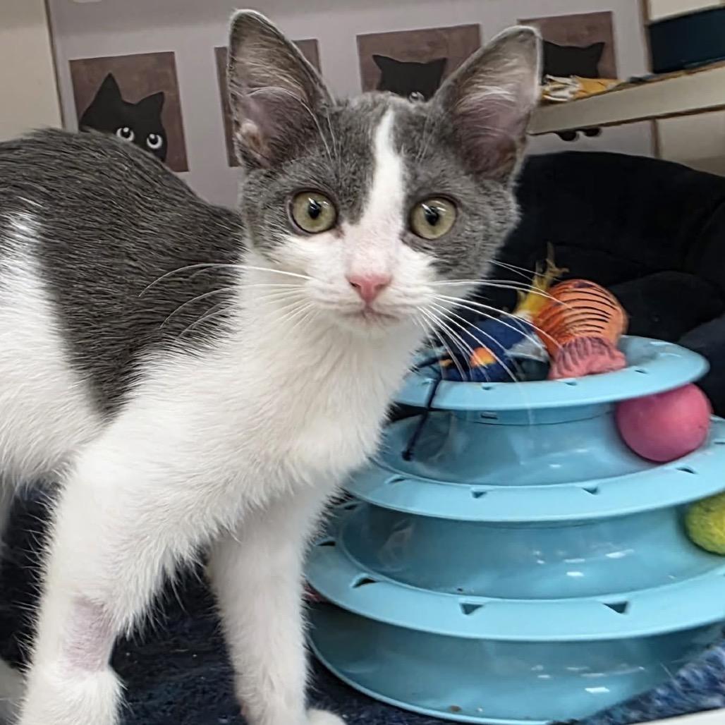 Enlarge Bippity Willis-OS, a Adoptable Domestic Short Hair in Tallahassee, FL image 4/4
