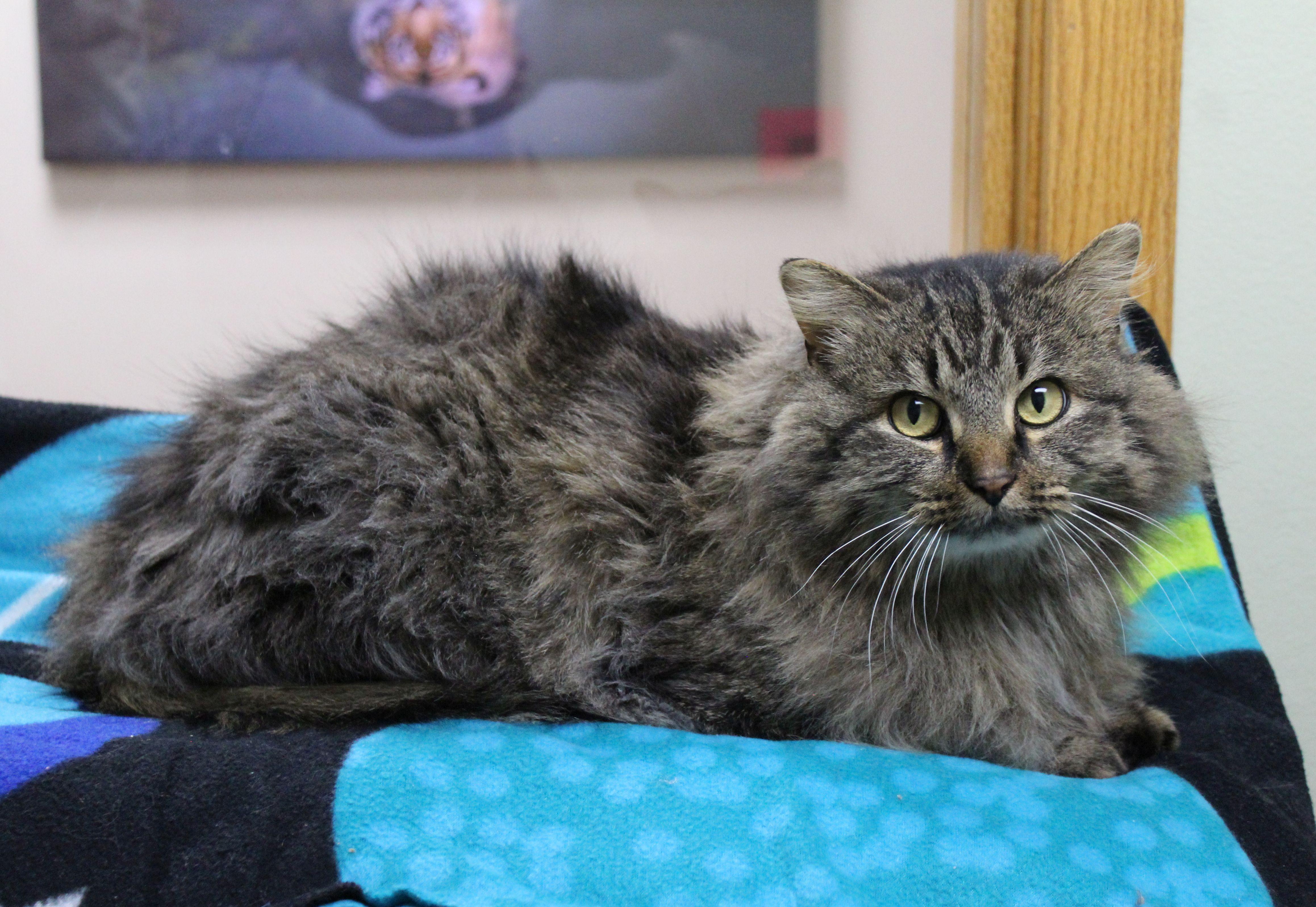 Enlarge Rainbow Brite, a ADOPTABLE mixed breed in Portage, WI image 1/5