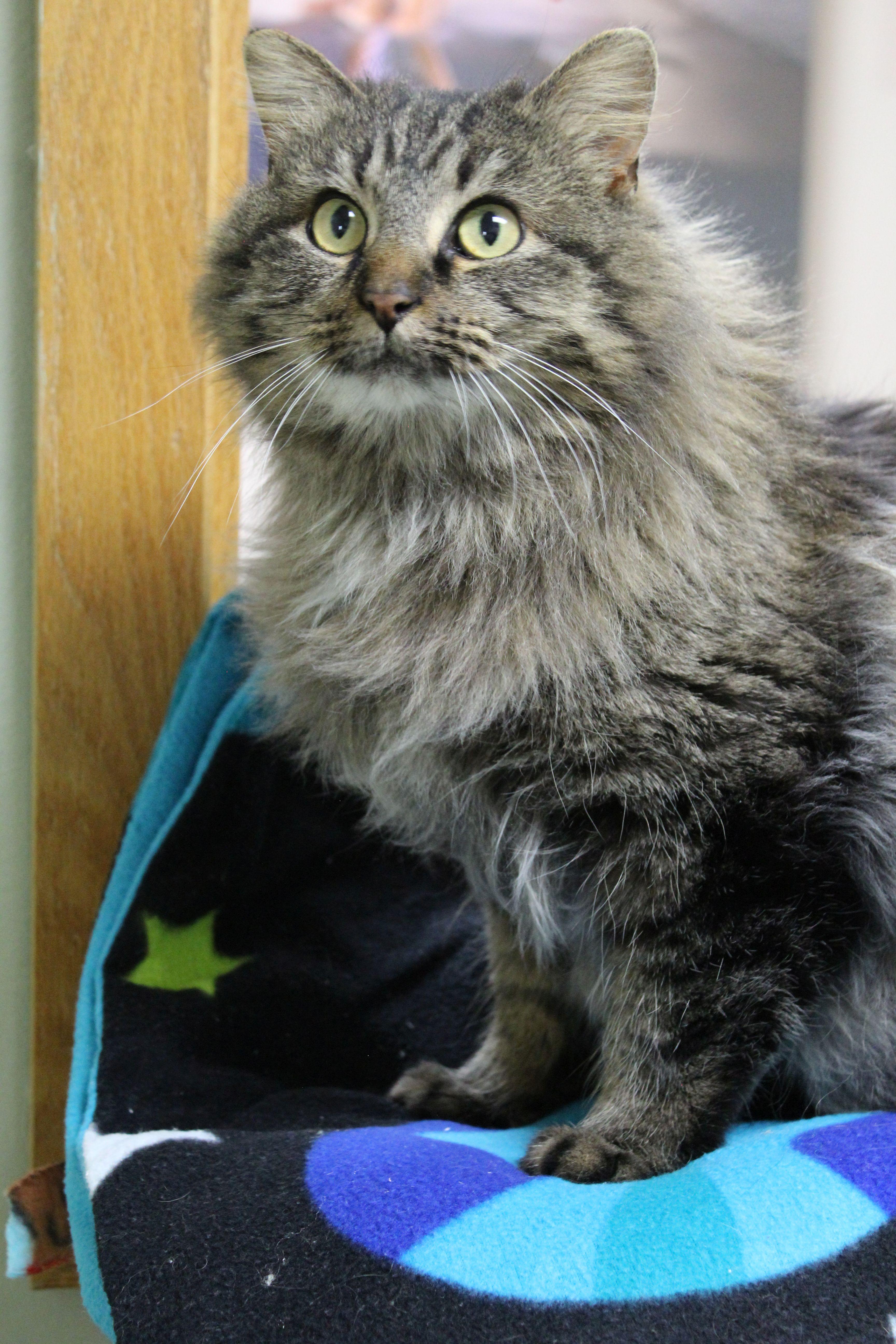 Enlarge Rainbow Brite, a ADOPTABLE mixed breed in Portage, WI image 4/5
