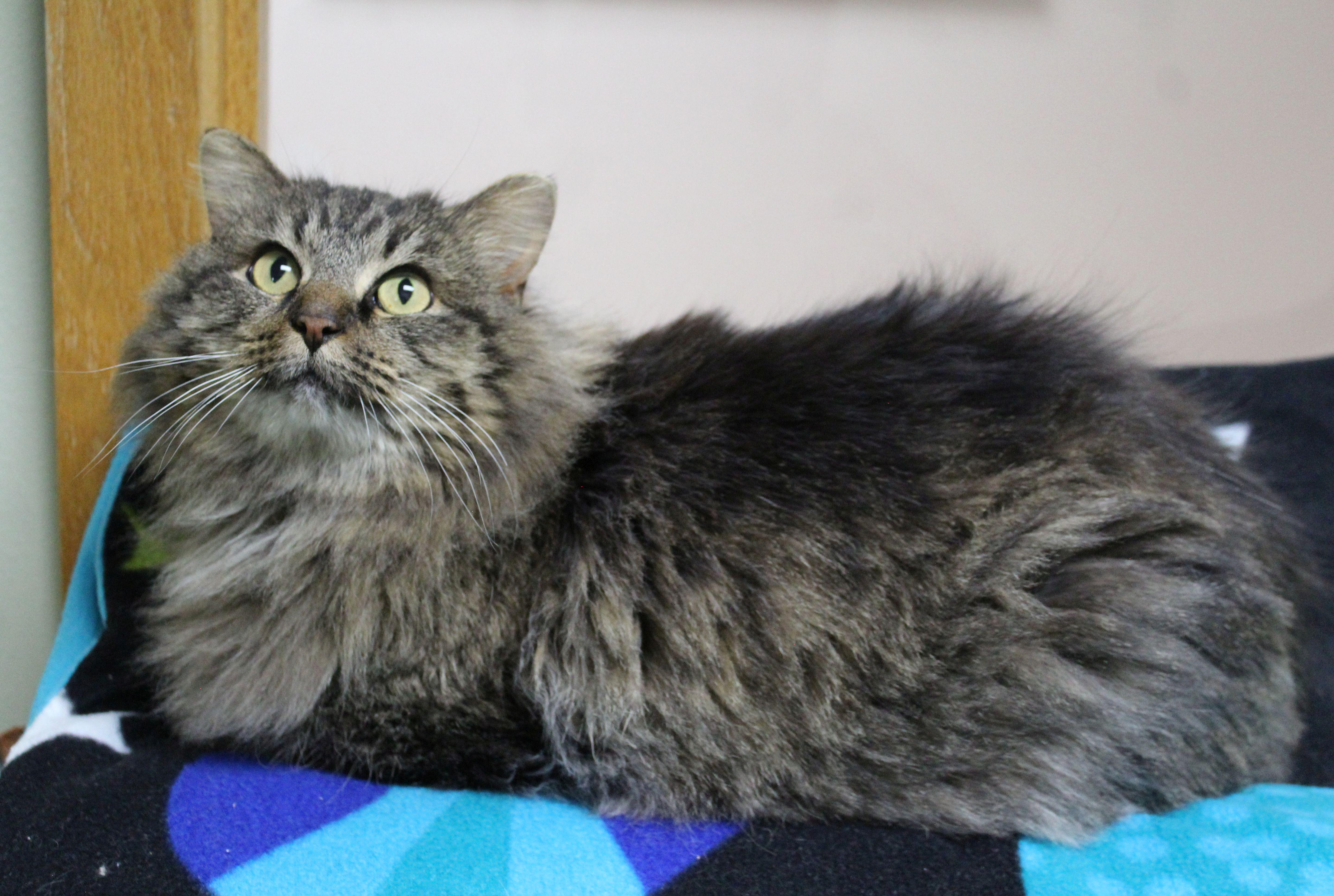 Enlarge Rainbow Brite, a ADOPTABLE mixed breed in Portage, WI image 2/5