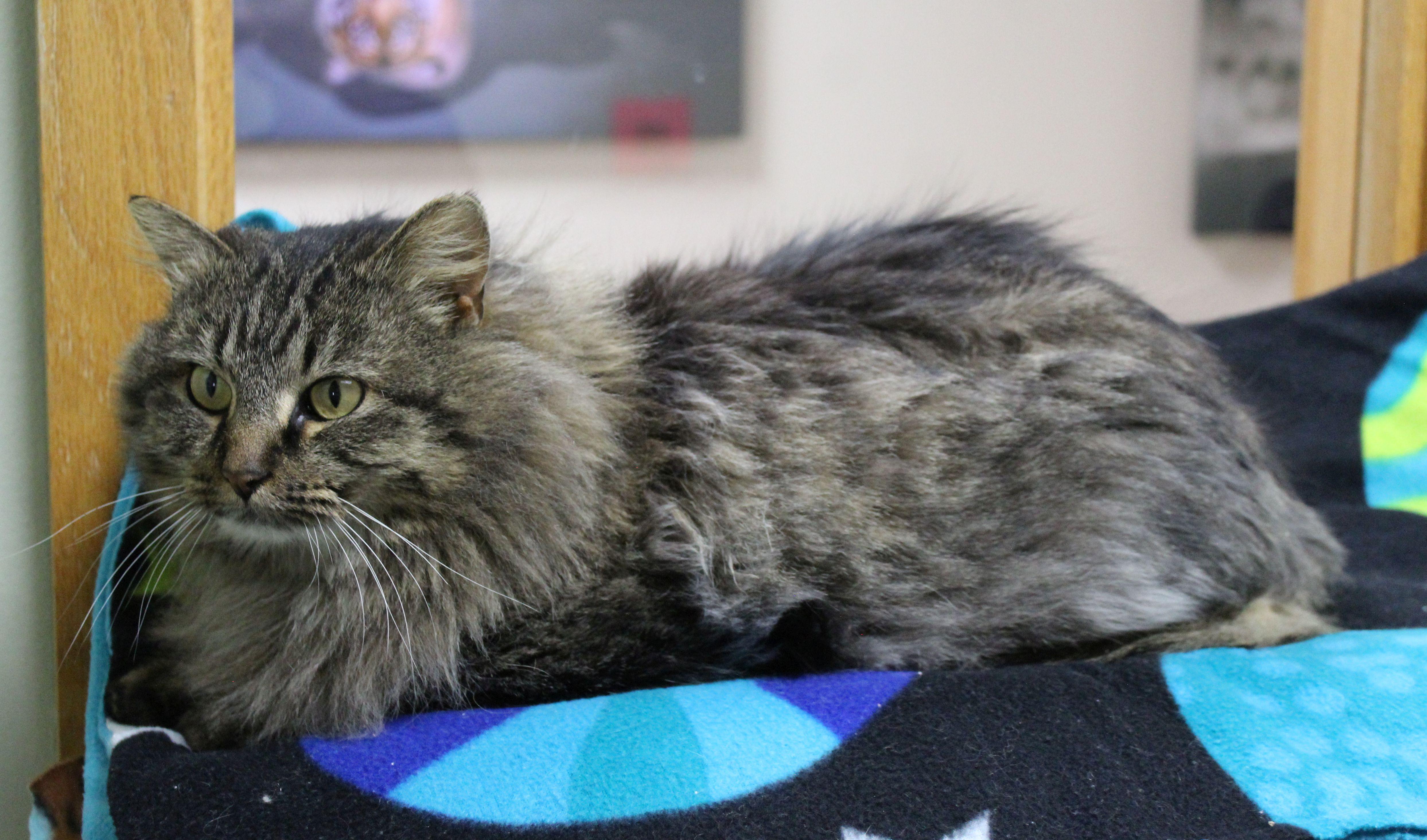 Enlarge Rainbow Brite, a ADOPTABLE mixed breed in Portage, WI image 3/5