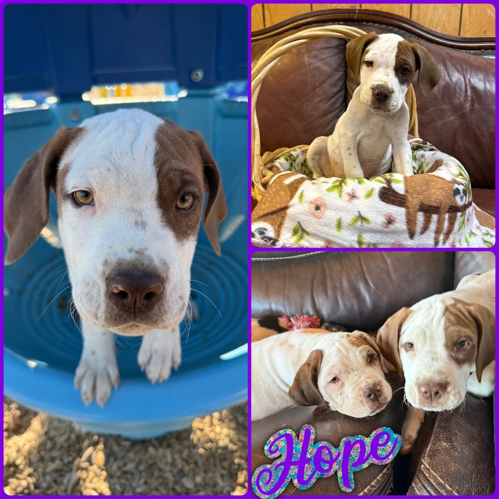 Hope, Adoptable, Puppy Female Mastiff & Pit Bull Terrier.