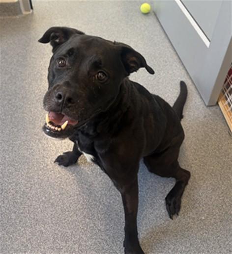 PAWLIE, Adoptable, Adult Male Labrador Retriever & Mixed Breed.