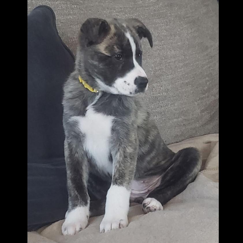 Liberty (Yellow), Adoptable, Puppy Female Husky & Shepherd.