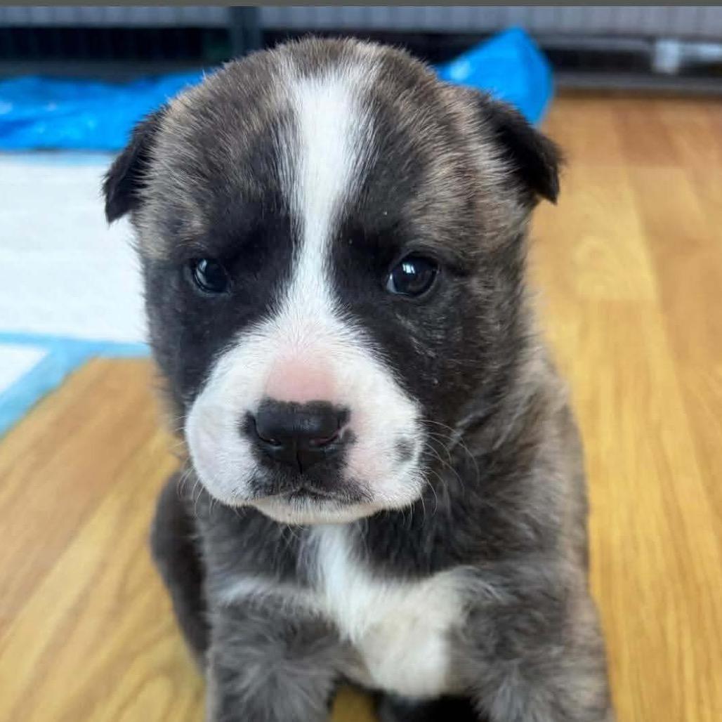 Enlarge Liberty (Yellow), a Adoptable mixed breed in Brainerd, MN image 1/2