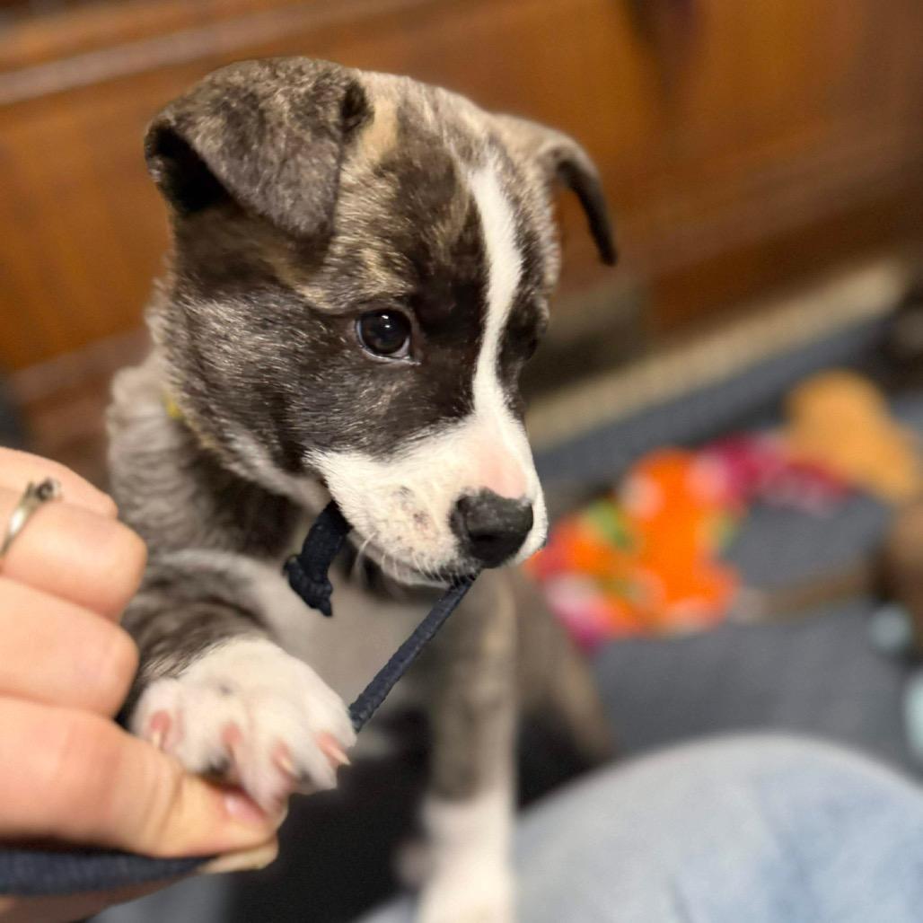 Enlarge Liberty (Yellow), a Adoptable mixed breed in Brainerd, MN image 2/2