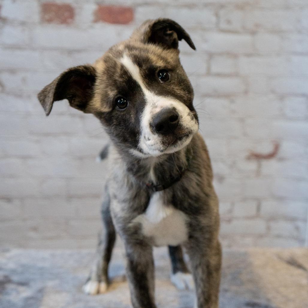 Liberty (Yellow), Adoptable, Puppy Female Husky & Shepherd.
