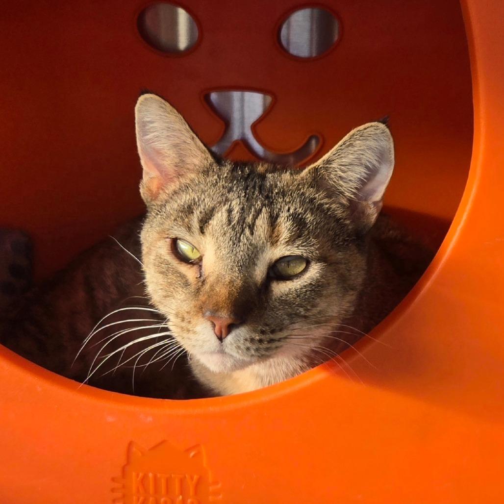 Enlarge Salami, a Adoptable Domestic Short Hair in Waukesha, WI image 1/1