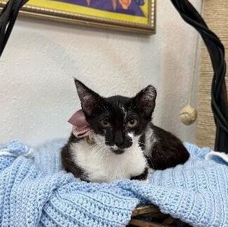 Daisy Boo — thumbnail 5