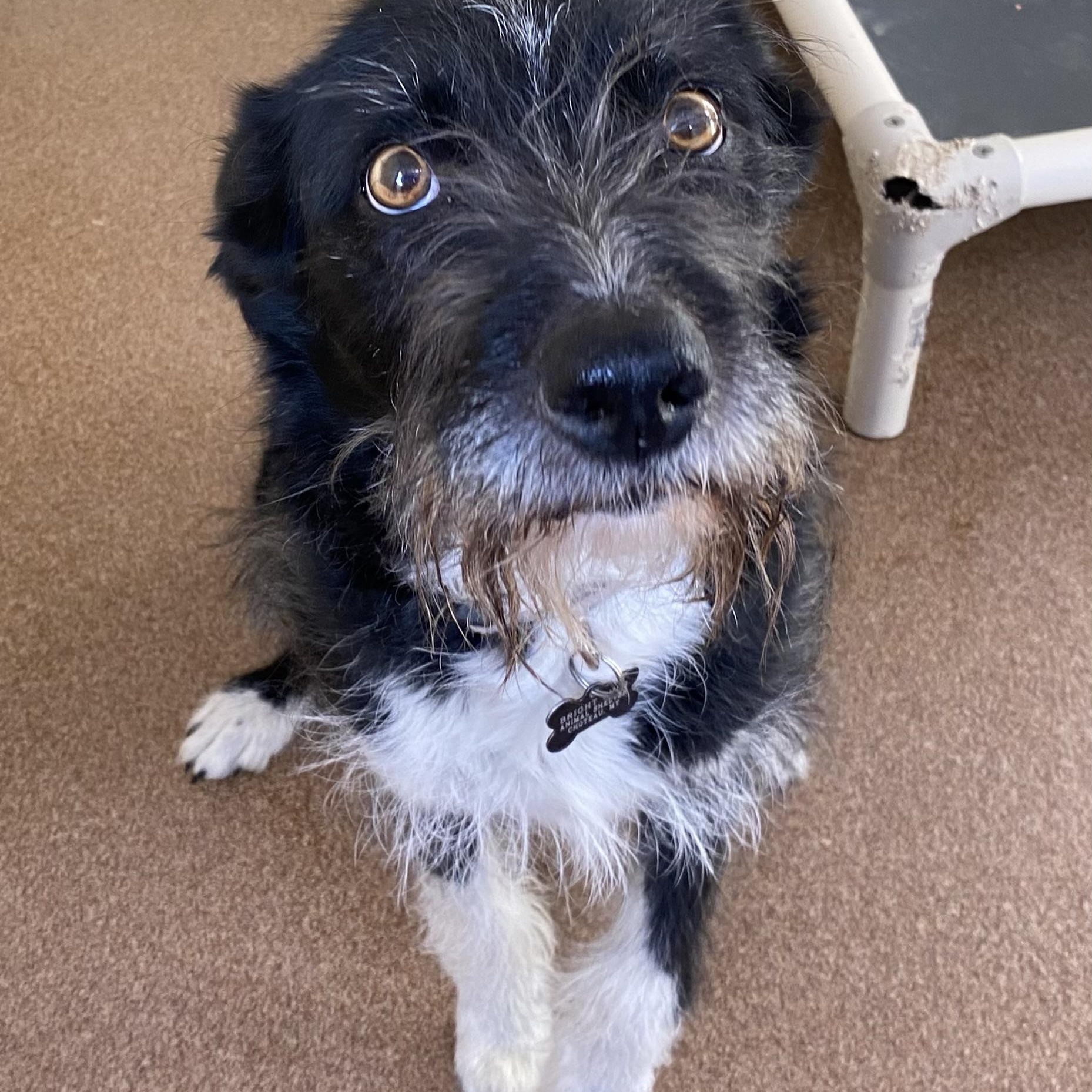 Enlarge Leila, a ADOPTABLE mixed breed in Choteau, MT image 1/3