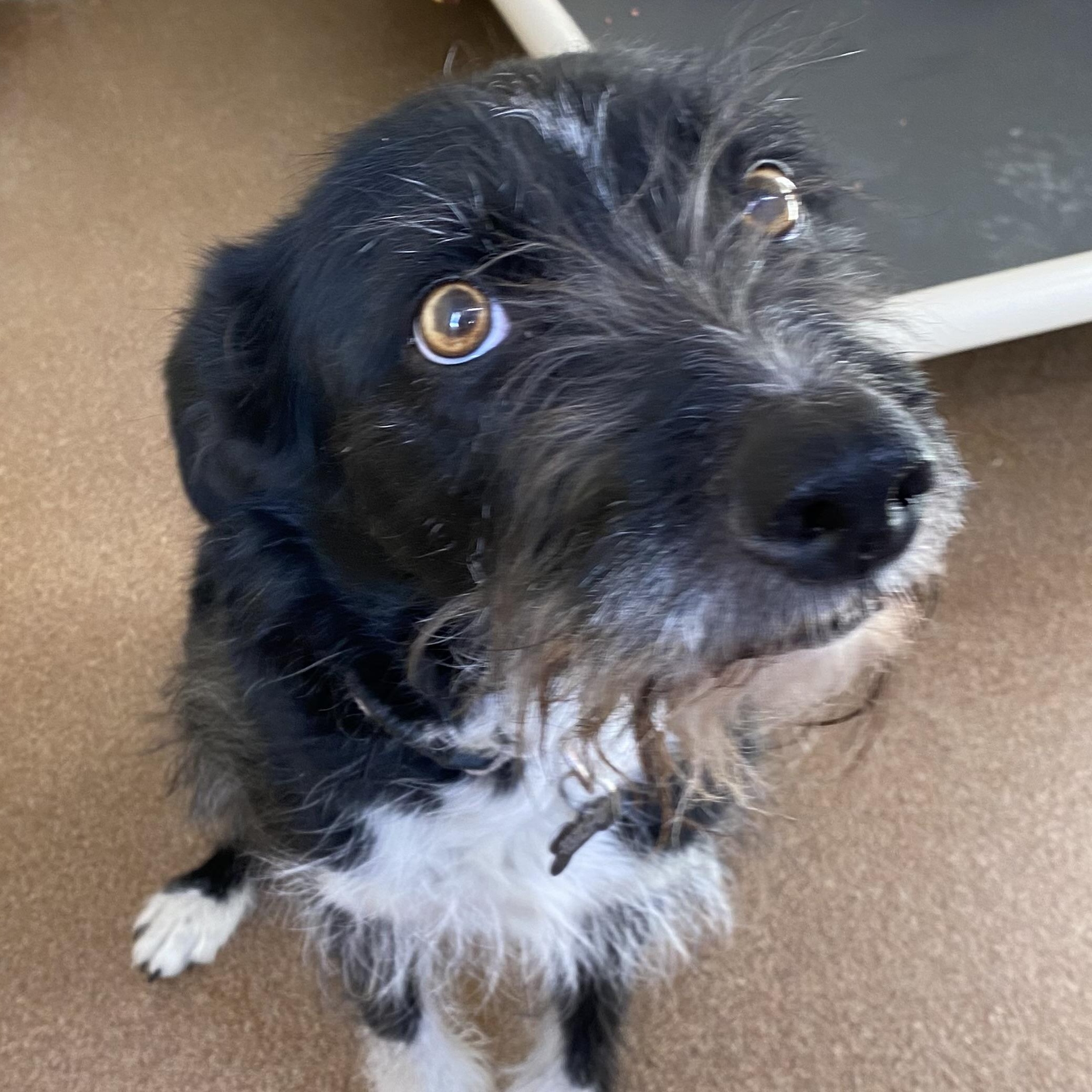 Enlarge Leila, a ADOPTABLE mixed breed in Choteau, MT image 2/3