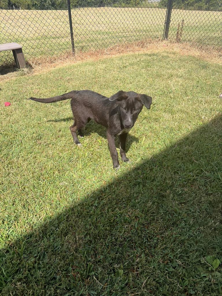 Pup 3(Darla), Adoptable, Puppy Female Mixed Breed.