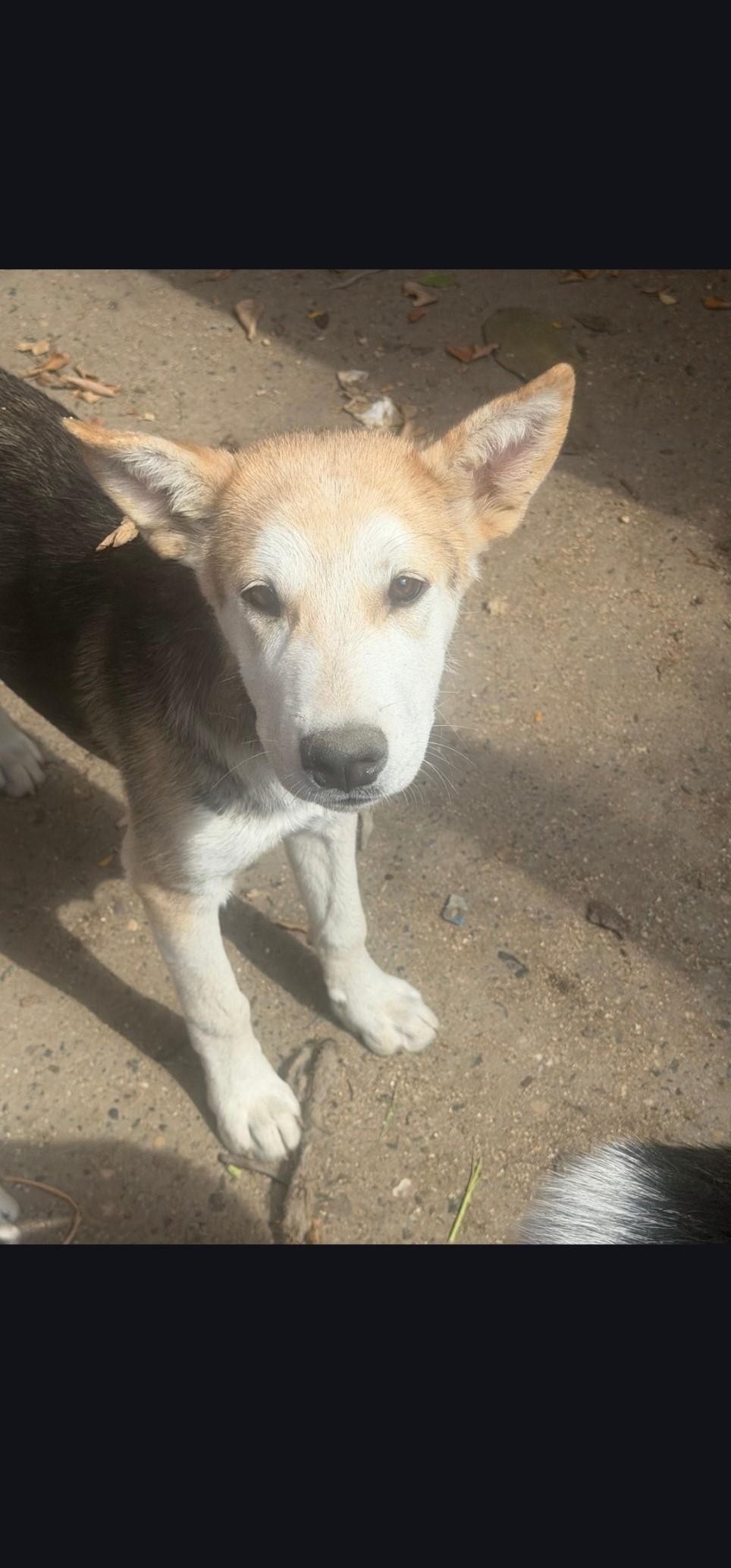 klaus, Adoptable, Young Male Australian Shepherd.