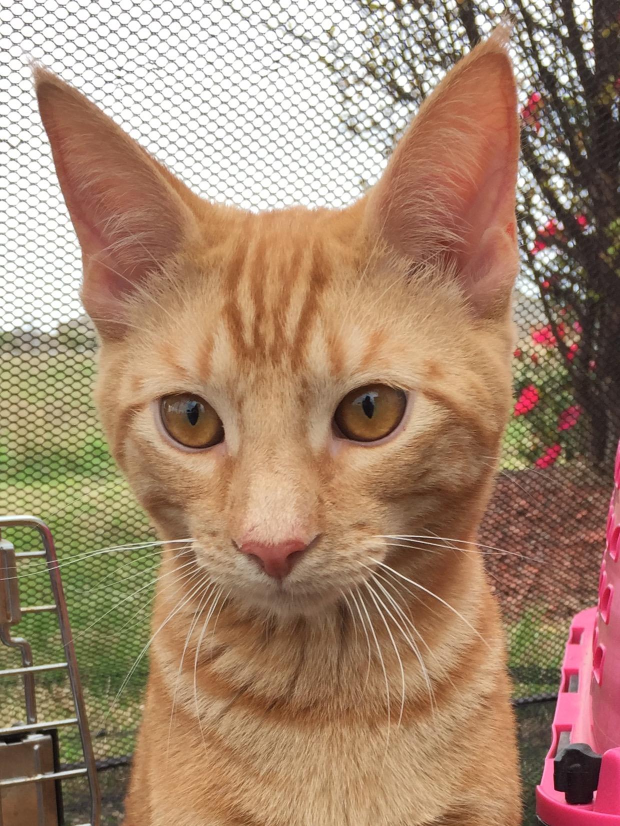Tigger photo 1