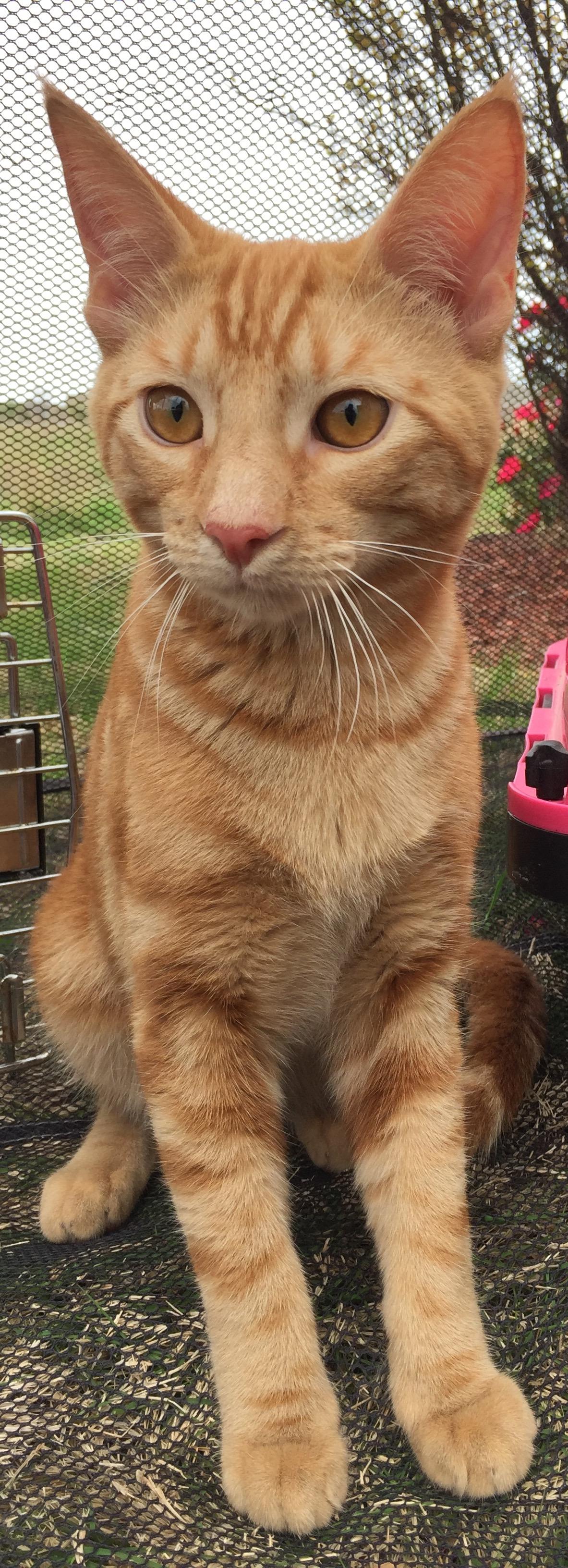Tigger photo 2