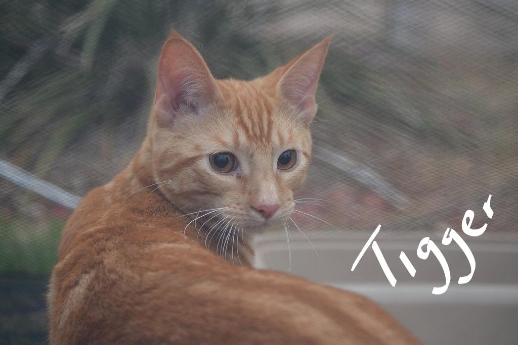 Tigger photo 3