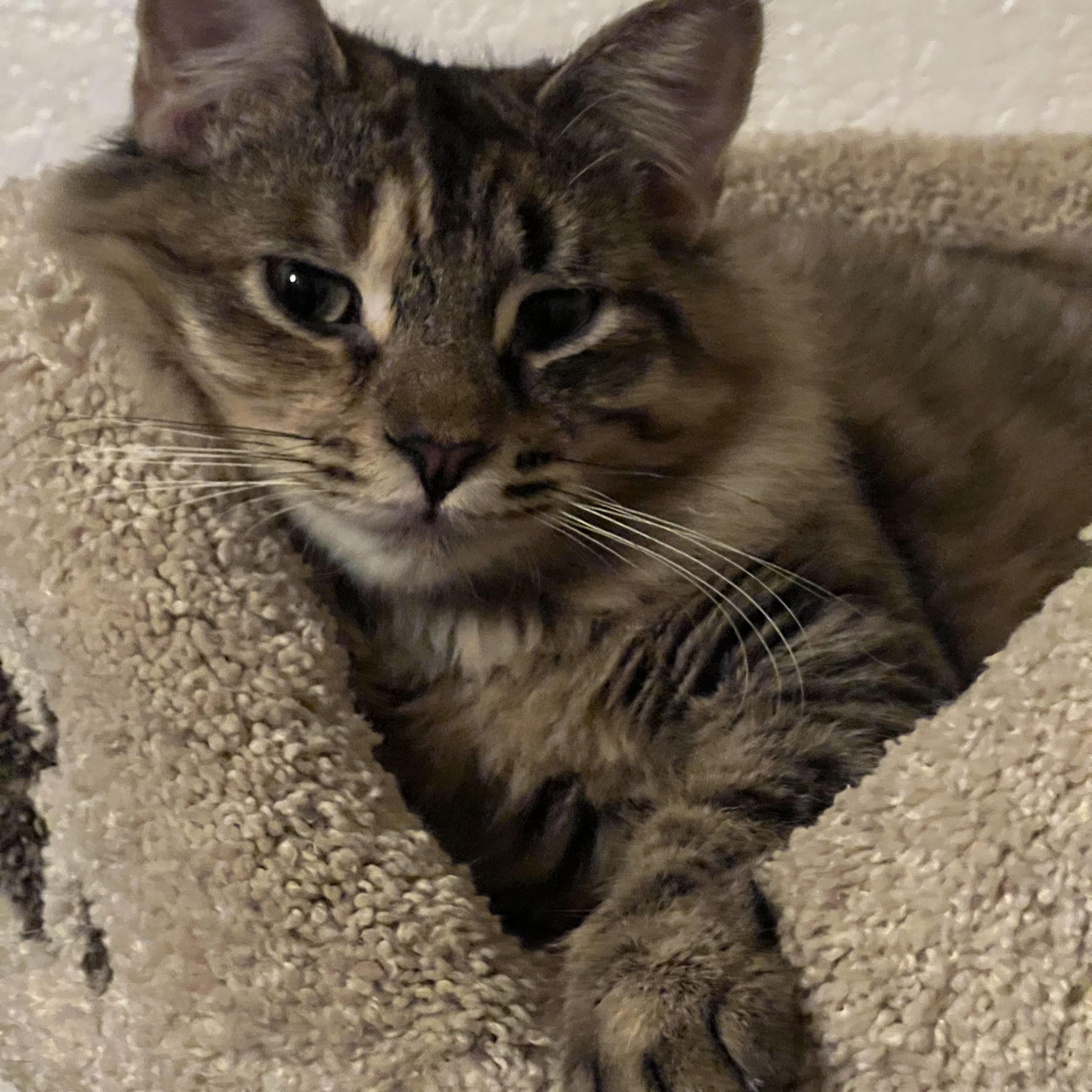 Enlarge Avery, a Adoptable Domestic Medium Hair in Palm Desert, CA image 2/4