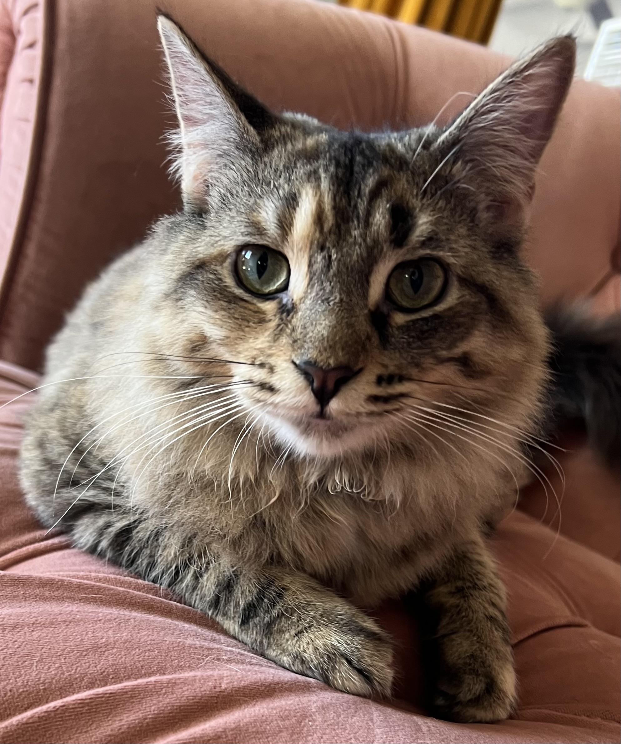 Avery, Adoptable, Young Female Domestic Medium Hair.