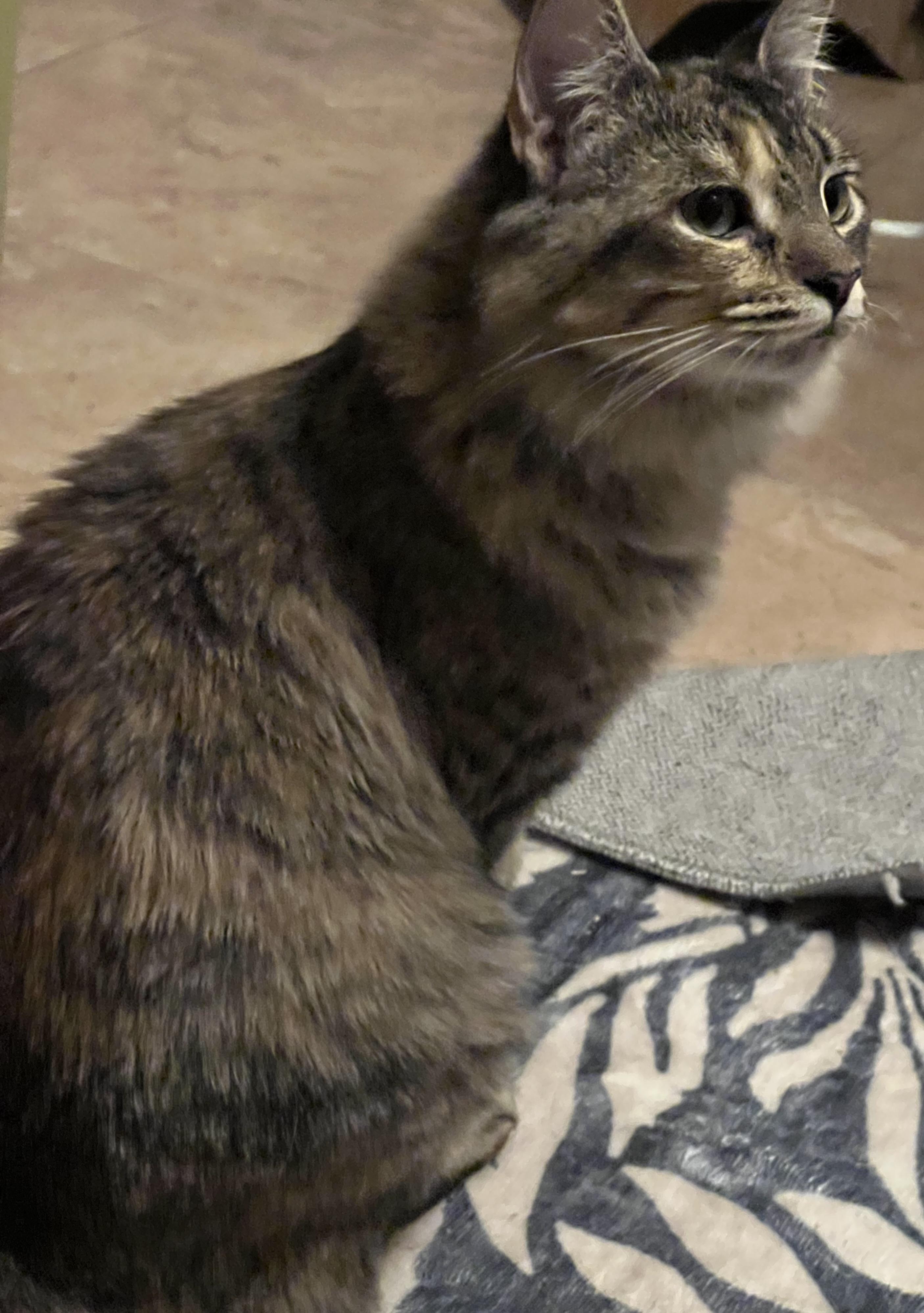 Enlarge Avery, a Adoptable Domestic Medium Hair in Palm Desert, CA image 4/4