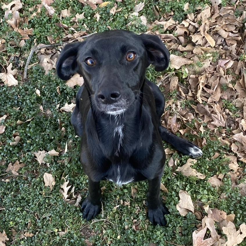 Enlarge Eve, a Adoptable Mixed Breed in Bentonville, AR image 1/6