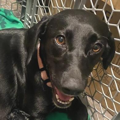 Enlarge Eve, a Adoptable Mixed Breed in Bentonville, AR image 3/6