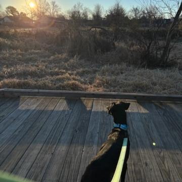 Enlarge Eve, a Adoptable Mixed Breed in Bentonville, AR image 4/6