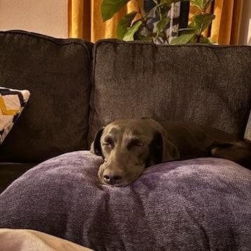 Enlarge Eve, a Adoptable Mixed Breed in Bentonville, AR image 6/6