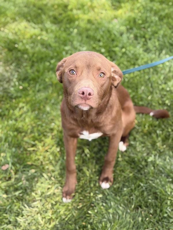 Enlarge Marathon, a Adoptable mixed breed in Lancaster, OH image 1/1