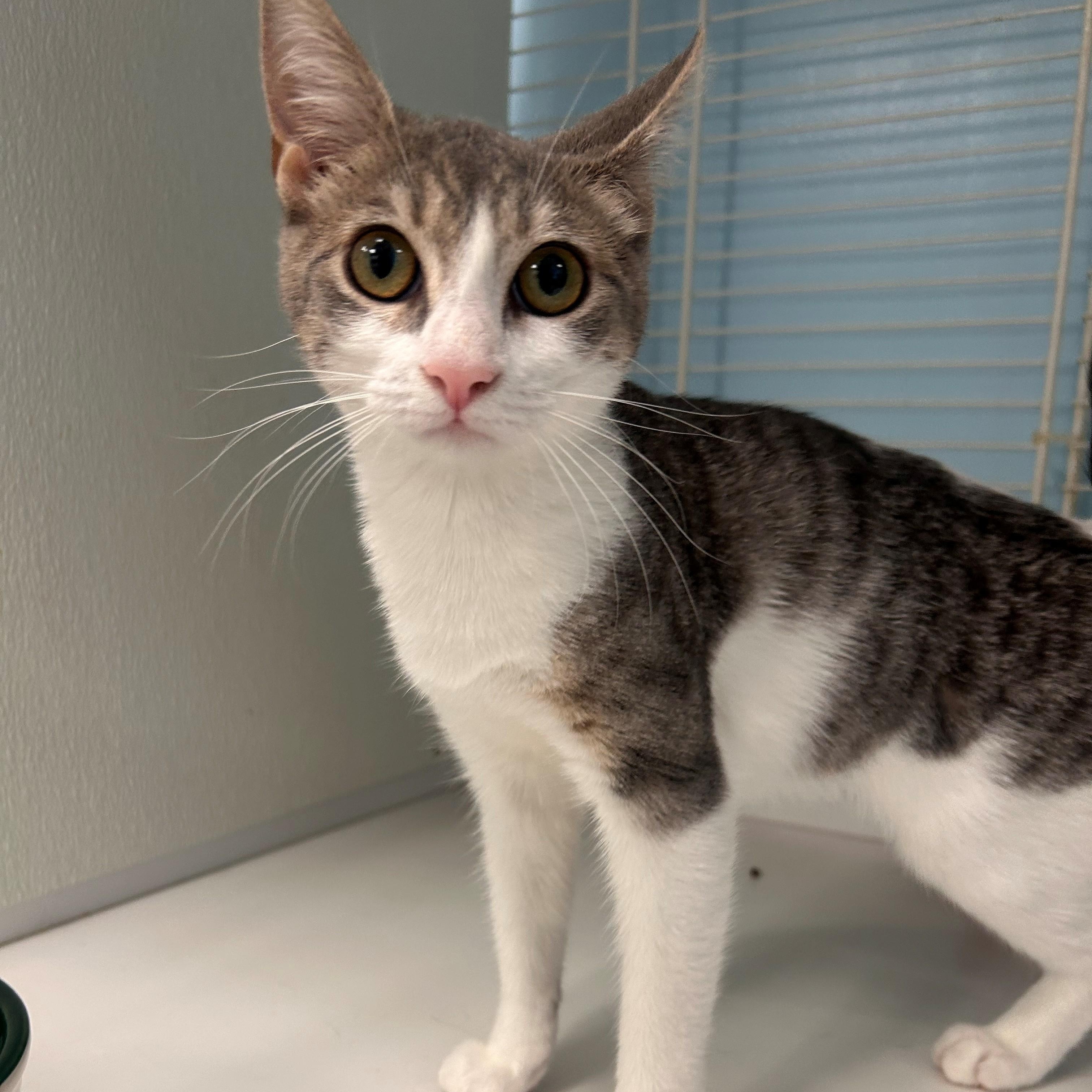 Enlarge Pauline, an adopted Domestic Short Hair in Margate, FL image 1/1