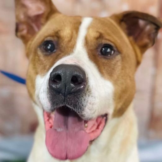 Enlarge Toffee, a Adoptable mixed breed in Naperville, IL image 1/1