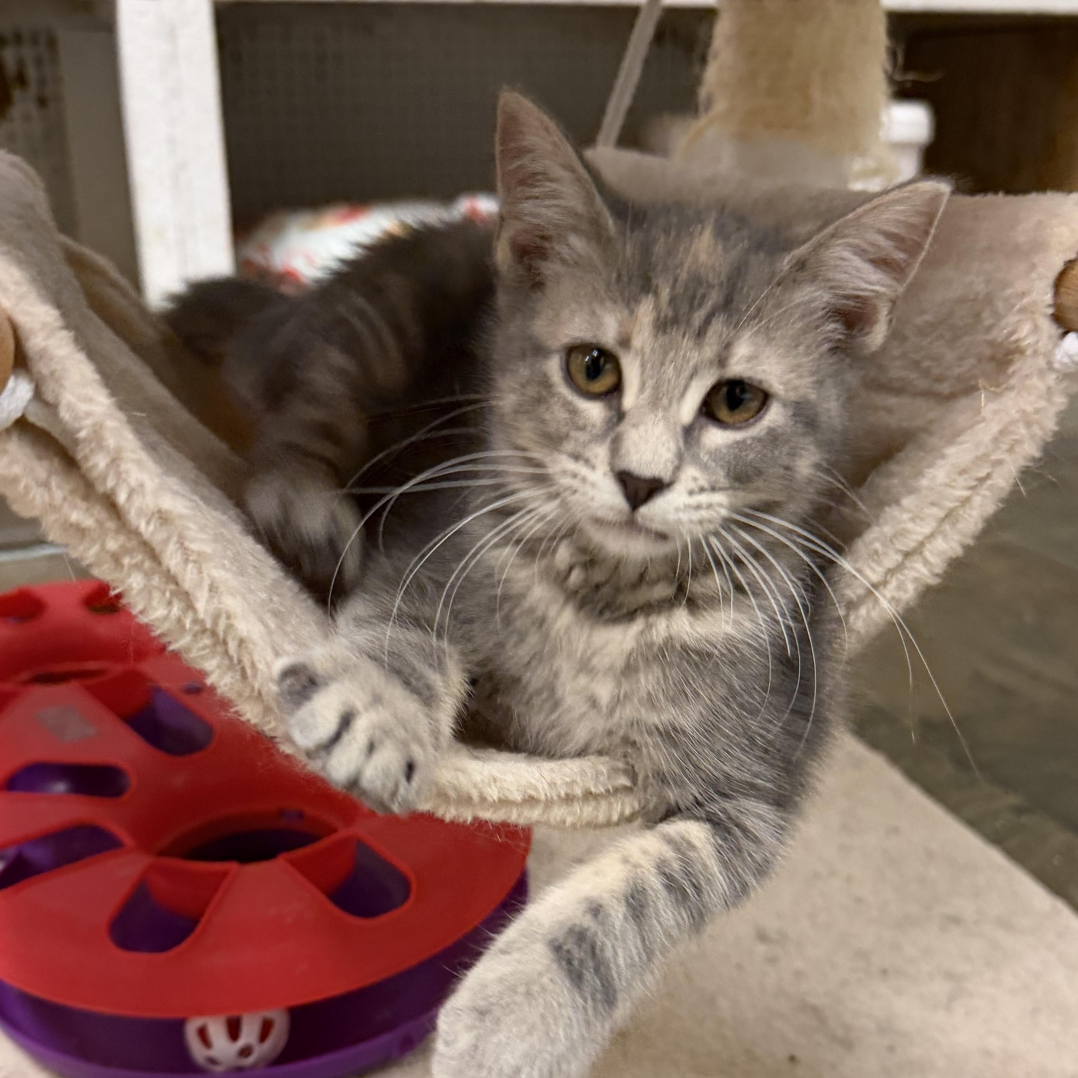 Enlarge Blackberry, a Adoptable Dilute Tortoiseshell in Mauston, WI image 1/1