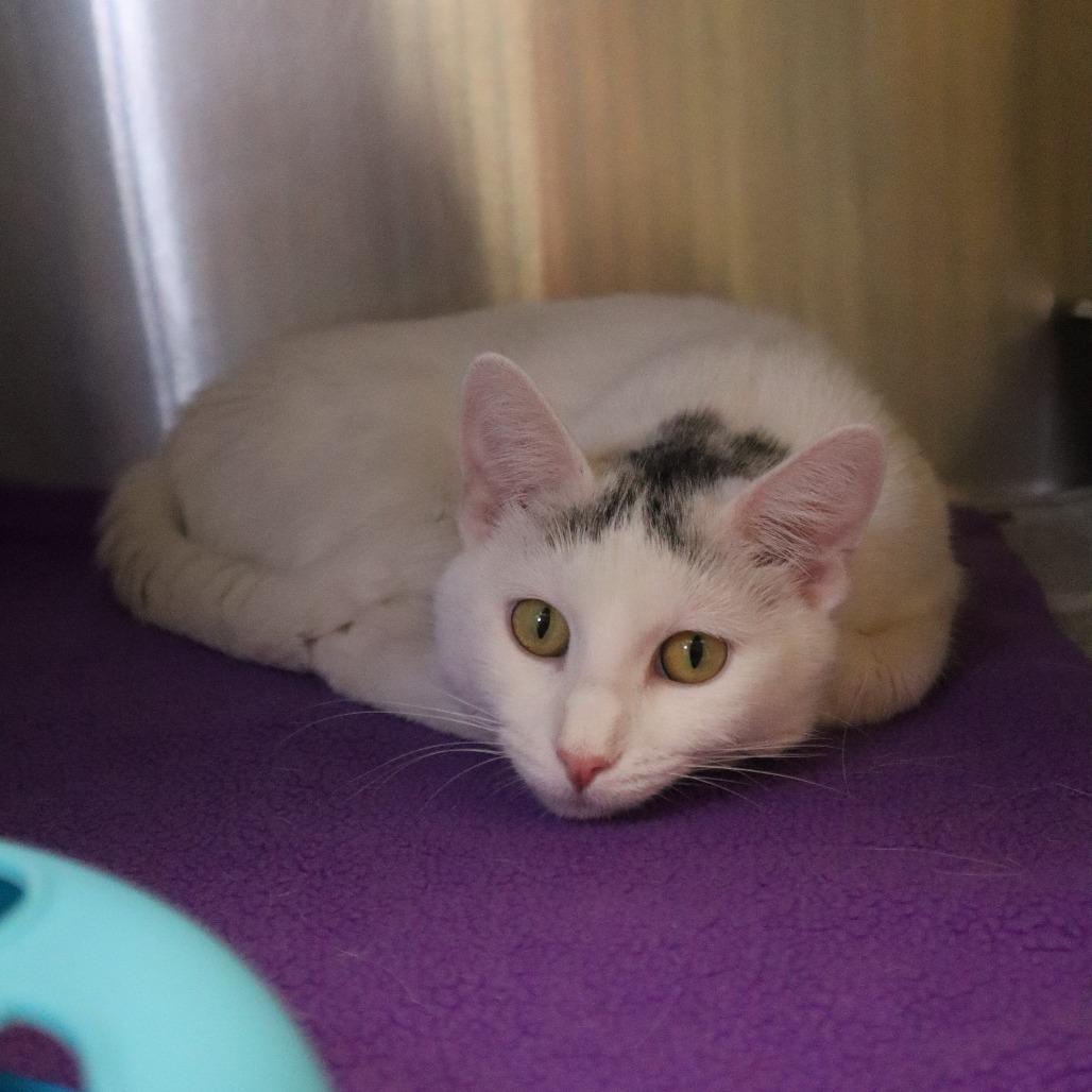 Wishbone, Adoptable, Young Female Domestic Short Hair.