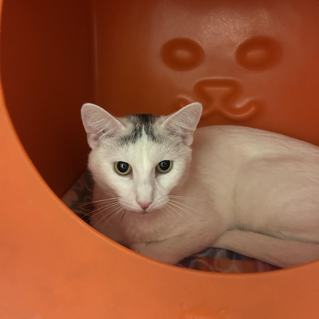Wishbone, a Adoptable Domestic Short Hair in Waukesha, WI image 2/2