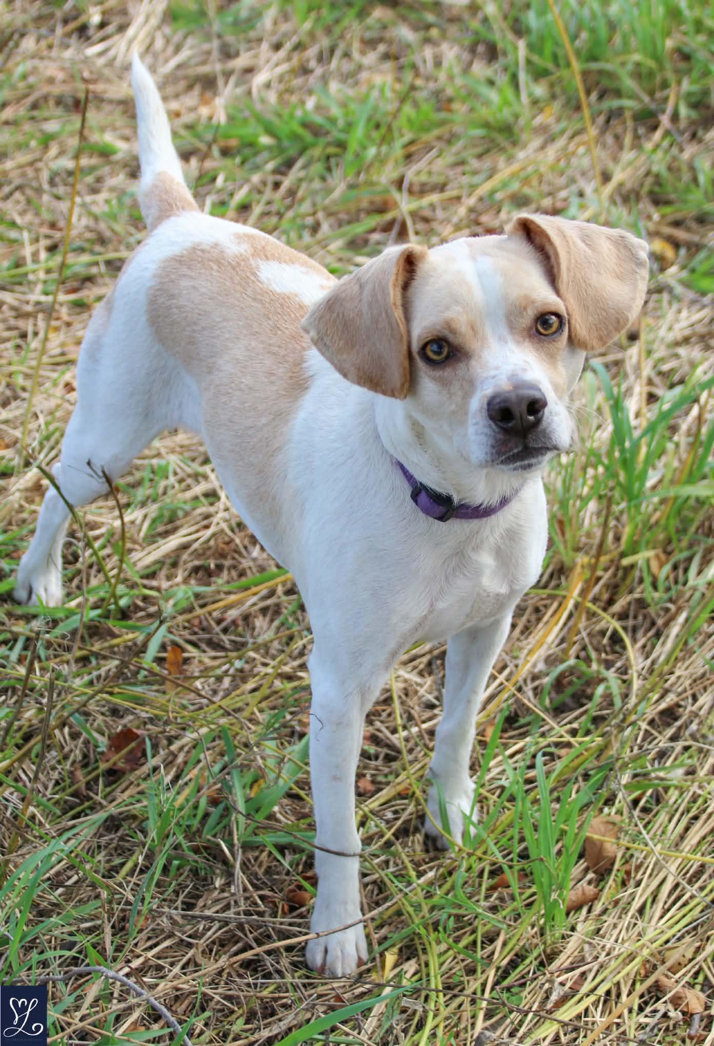 Enlarge MARLEY, a Adoptable mixed breed in Rochester, NY image 2/6