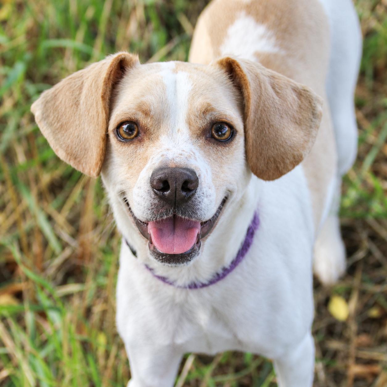 MARLEY, Adoptable, Young Male Beagle & Terrier.