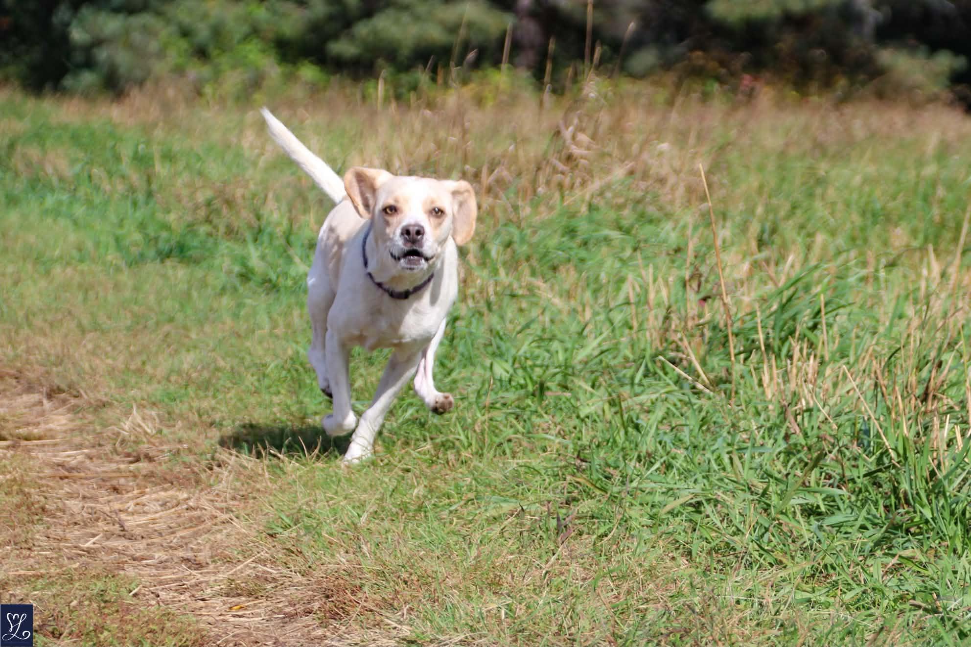 Enlarge MARLEY, a Adoptable mixed breed in Rochester, NY image 3/6