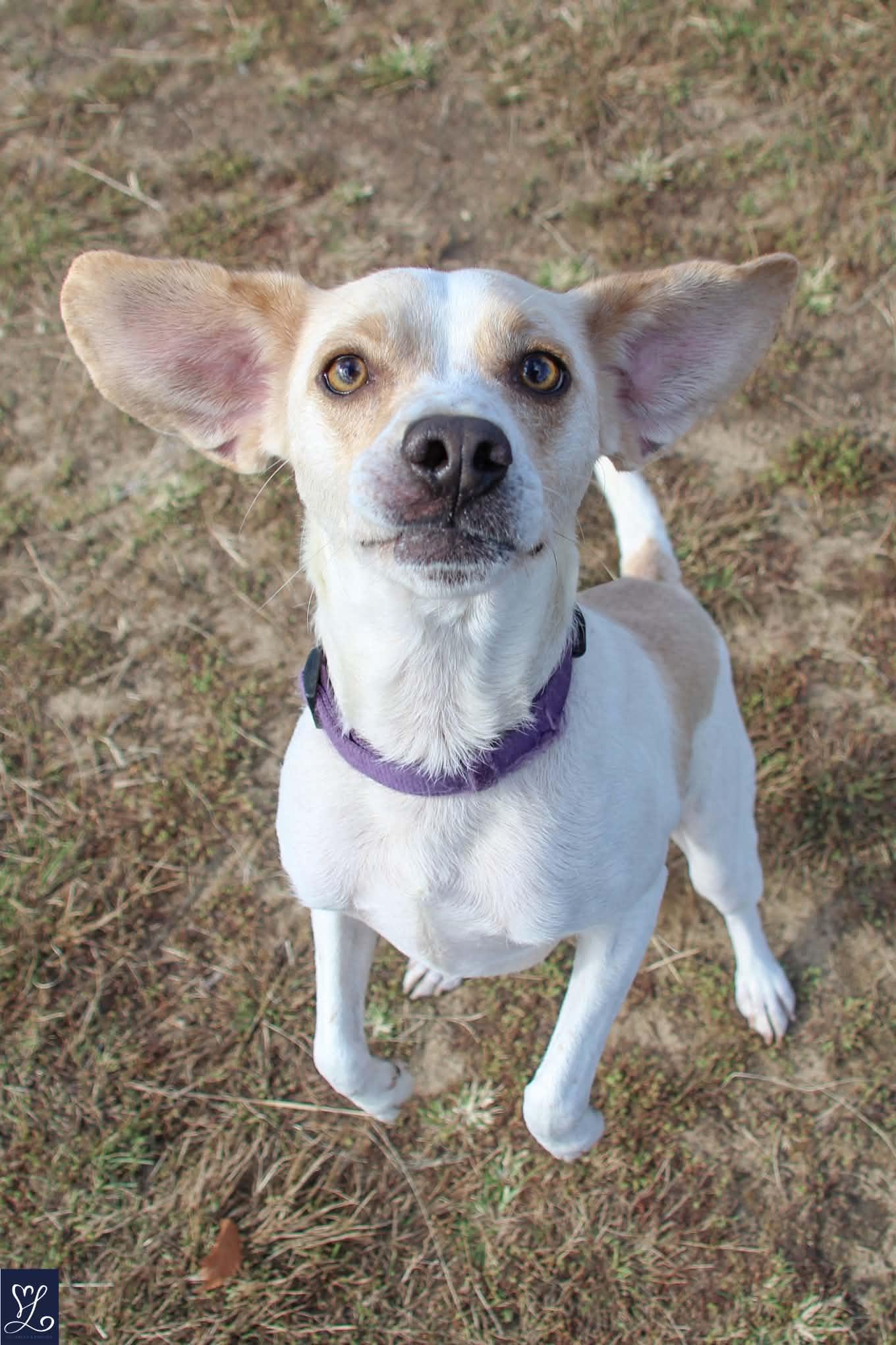 Enlarge MARLEY, a Adoptable mixed breed in Rochester, NY image 4/6