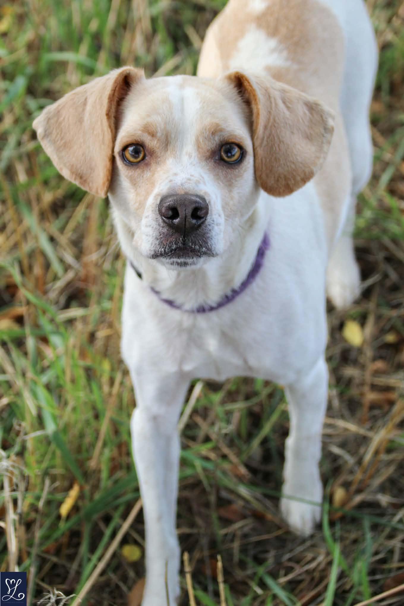 Enlarge MARLEY, a Adoptable mixed breed in Rochester, NY image 6/6