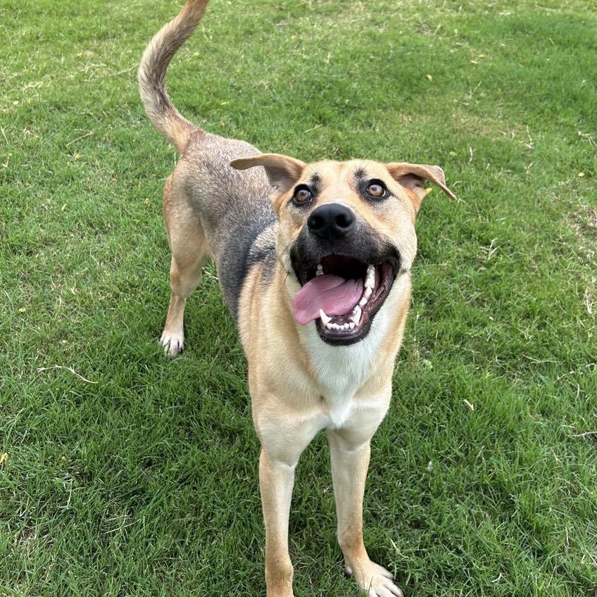 DUKE NEEDS FOSTER OR ADOPTER 3