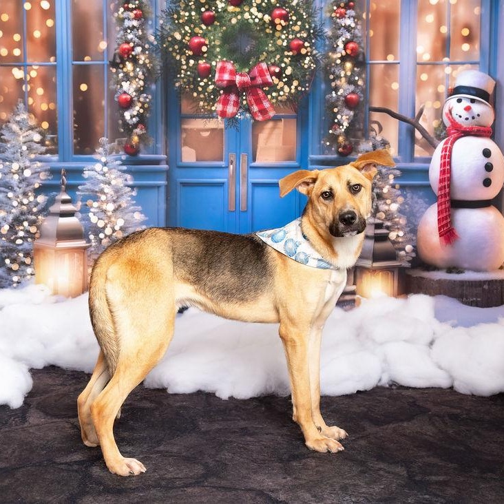 DUKE NEEDS FOSTER OR ADOPTER 2