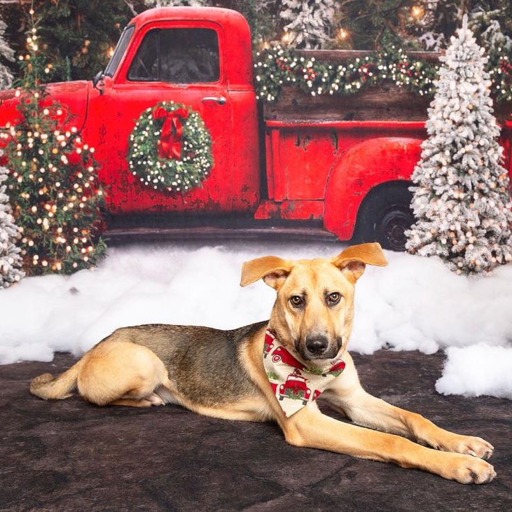 DUKE NEEDS FOSTER OR ADOPTER 5