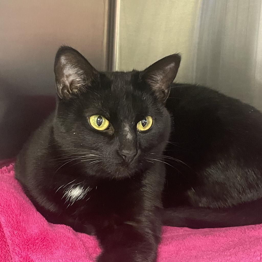 Freyja available through our Foster to Adopt Program, Adoptable, Adult Female Domestic Short Hair.