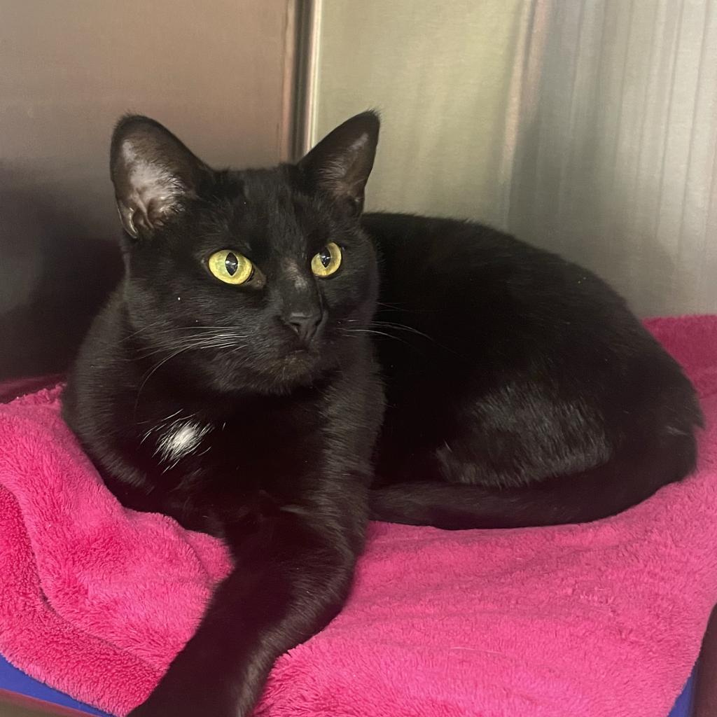 Freyja available through our Foster to Adopt Program, a Adoptable Domestic Short Hair in Columbia Station, OH image 2/5